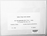 Image of Fumiglobus glabroides